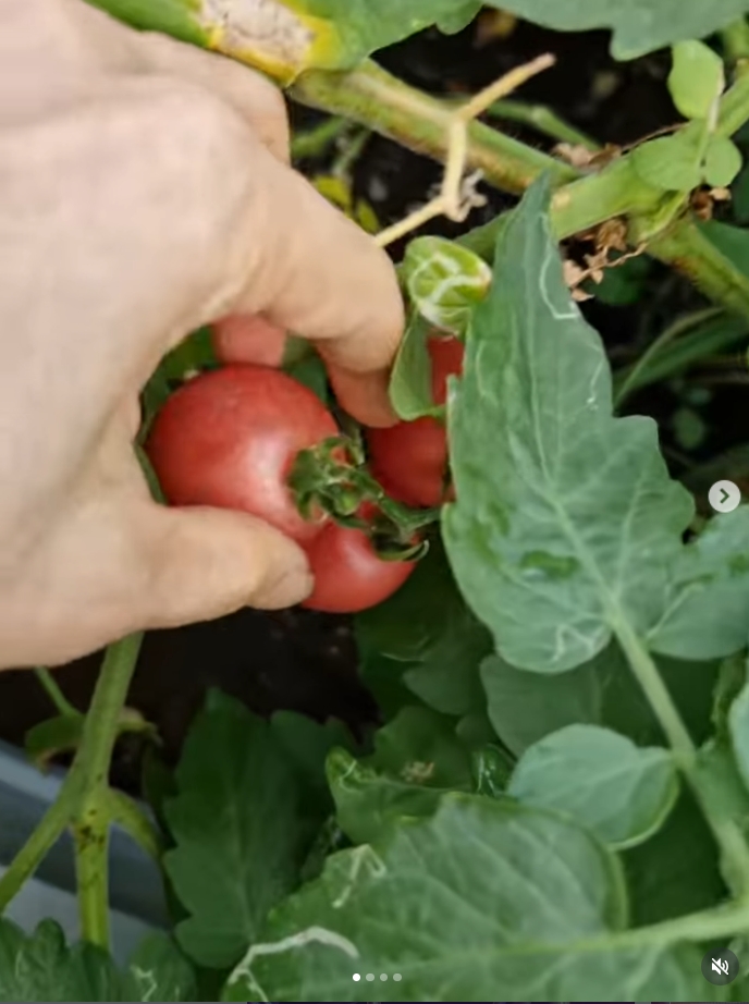 ปาล์มมี่