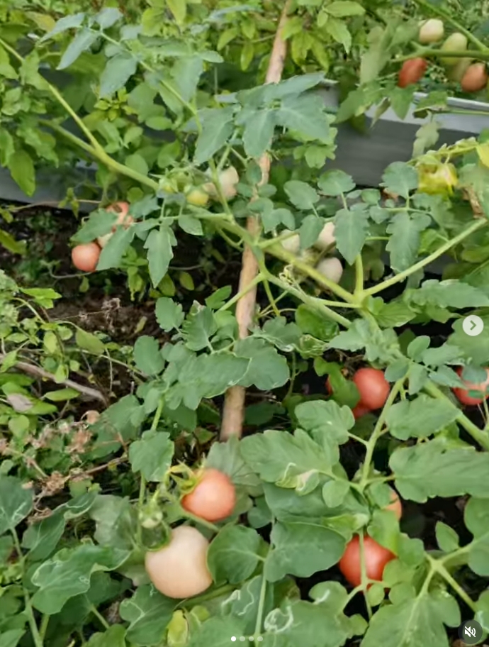 ปาล์มมี่