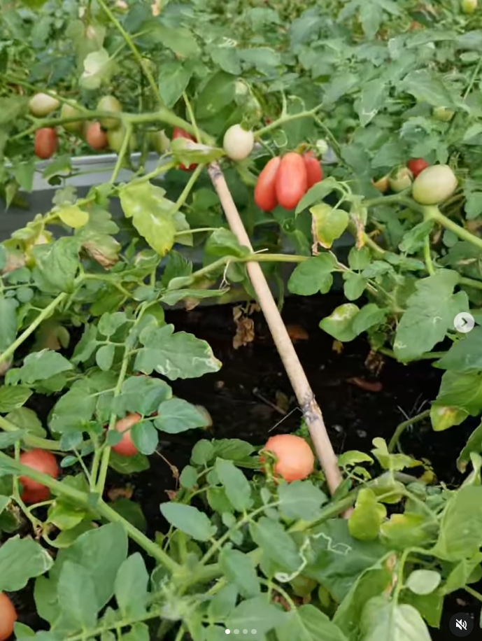 ปาล์มมี่