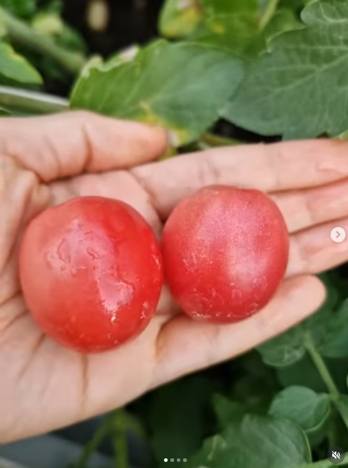 ปาล์มมี่