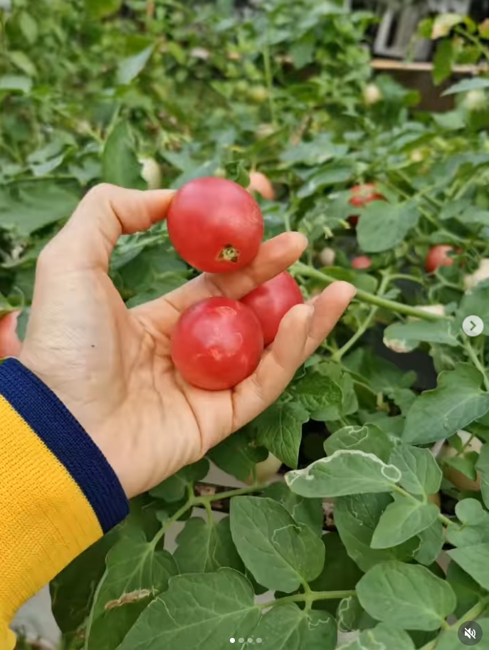 ปาล์มมี่