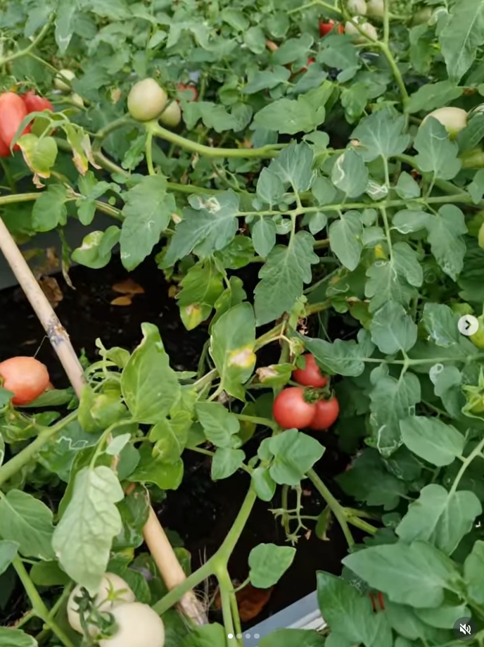 ปาล์มมี่