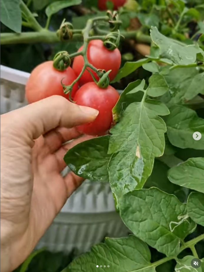 ปาล์มมี่