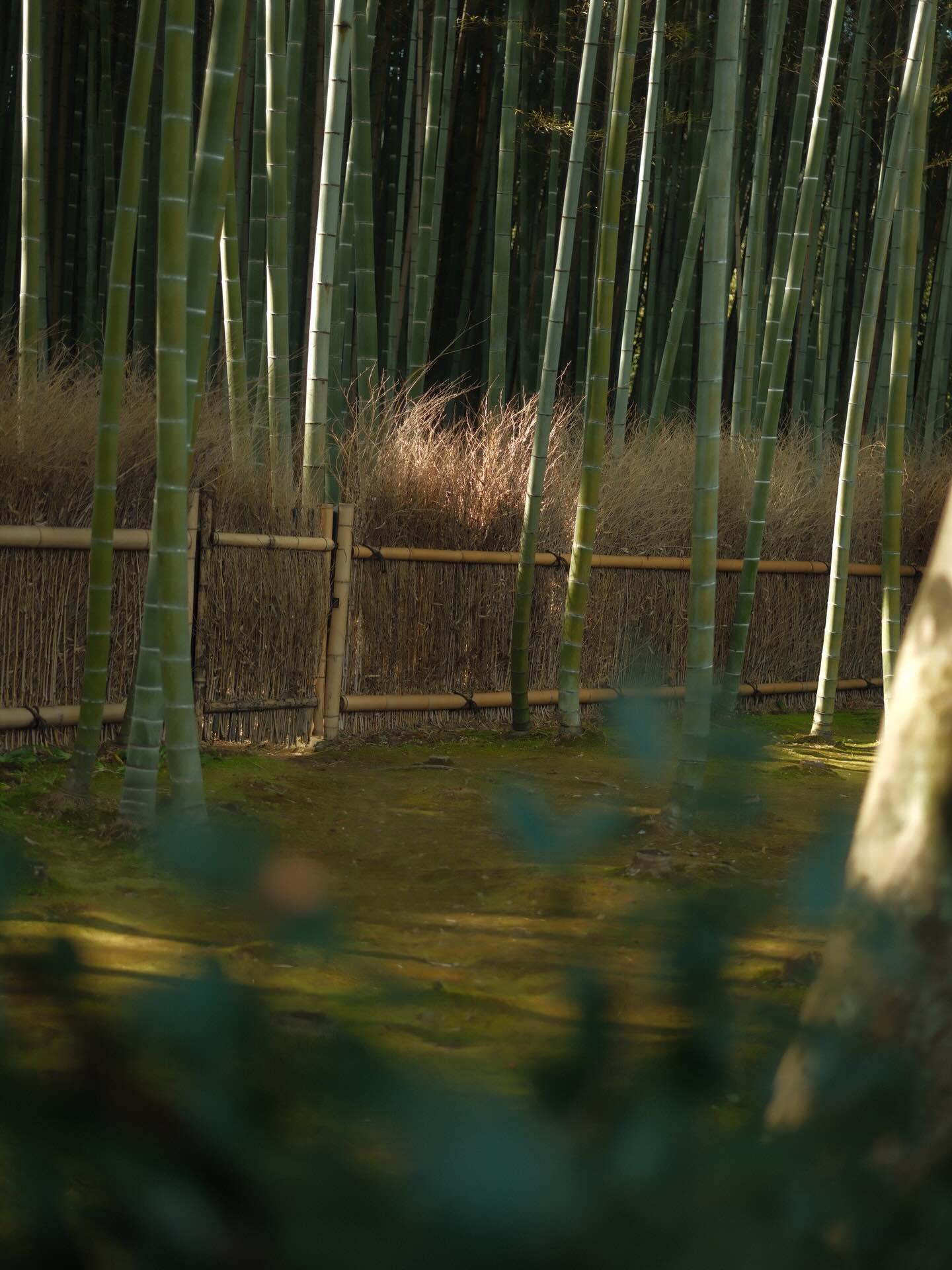 เป้ย ปานวาด