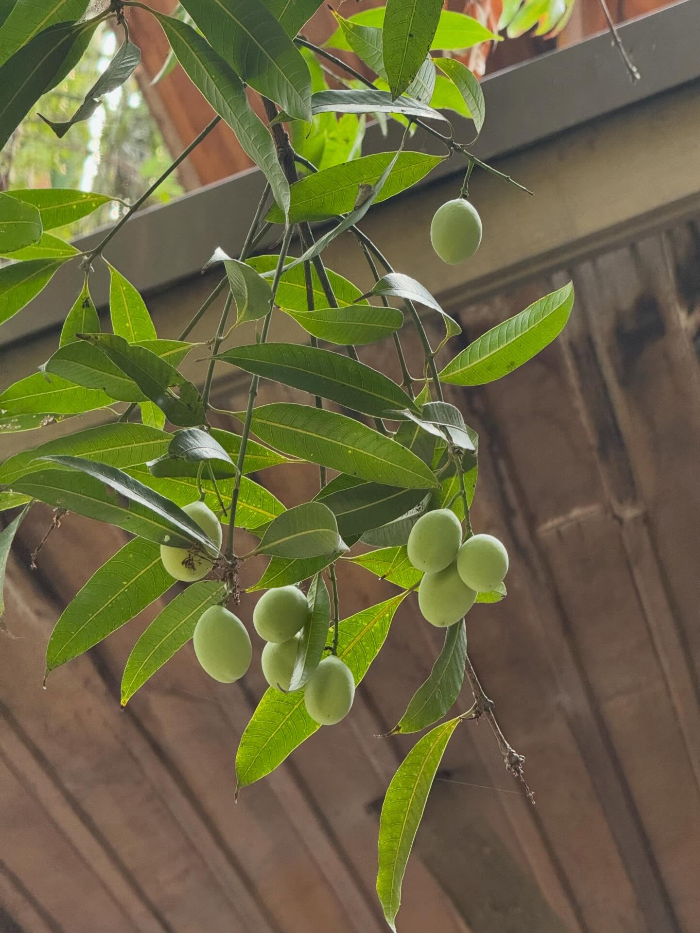 นก สินจัย