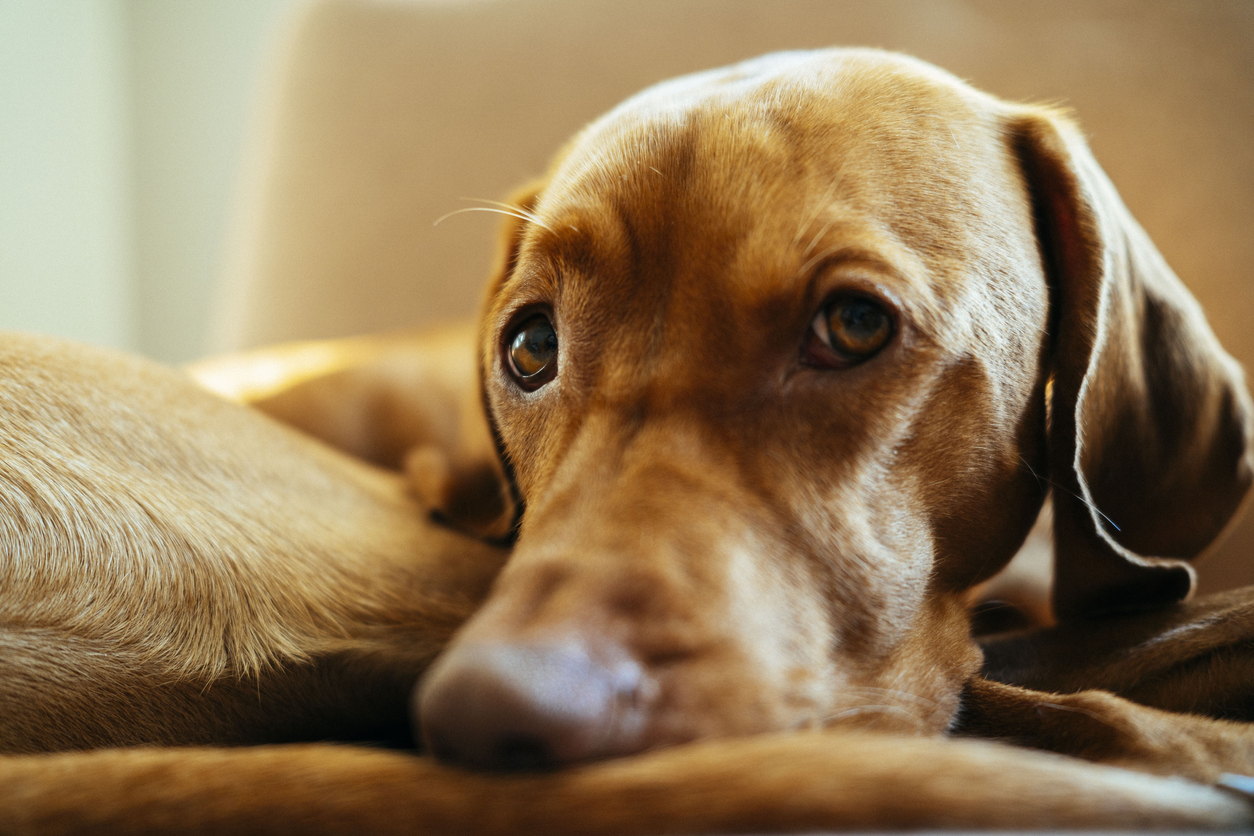 หมางอนได้ไหม อาการเป็นยังไง