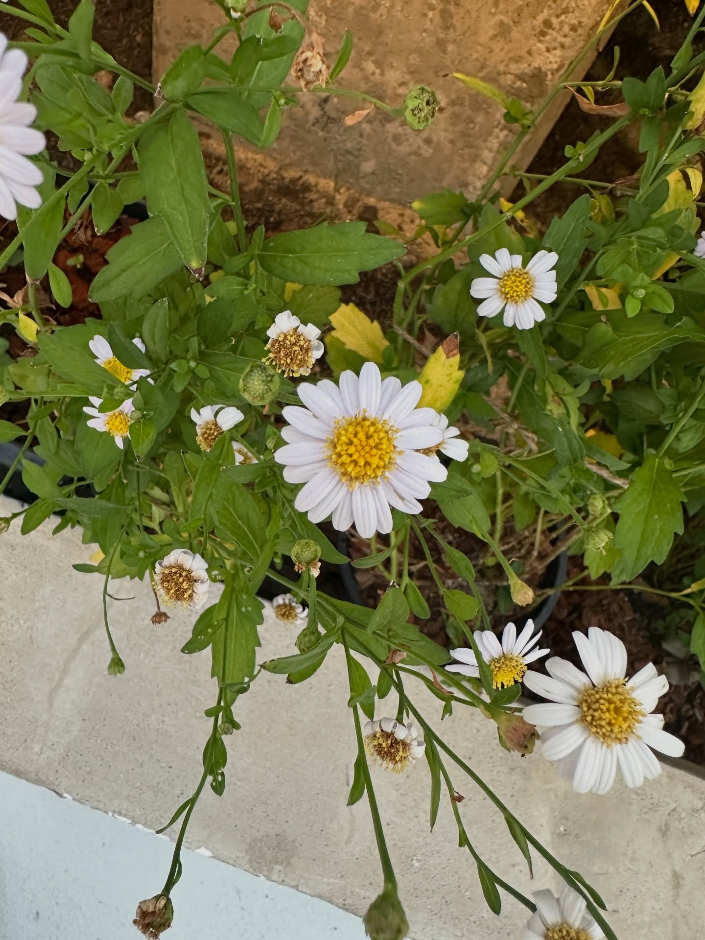 นุ่น ศิริพันธ์