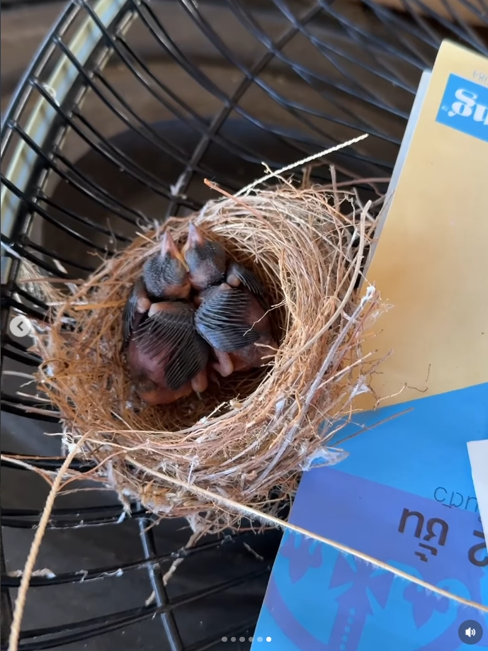 โบว์ เมลดา