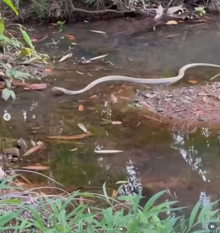 ปอย ตรีชฎา