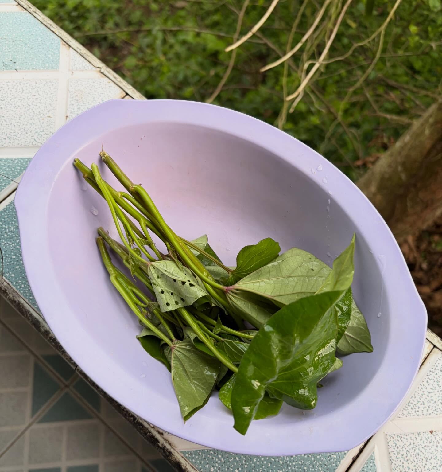 ปอย ตรีชฎา