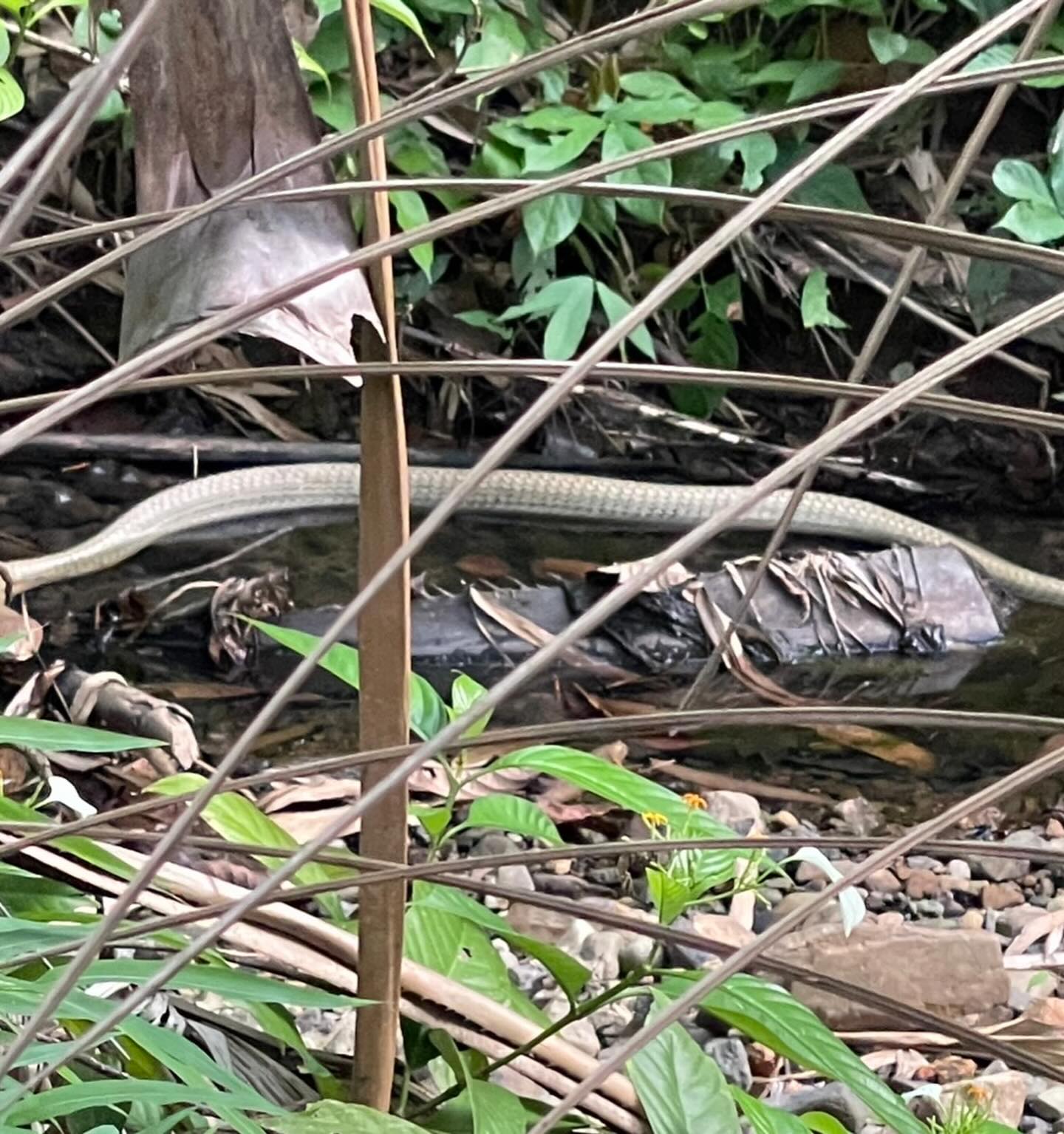 ปอย ตรีชฎา