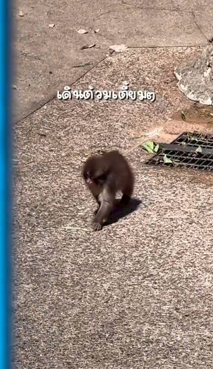 เบลล่า ราณี