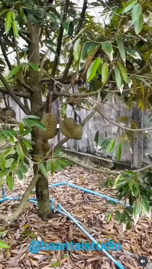 ต่าย อรทัย