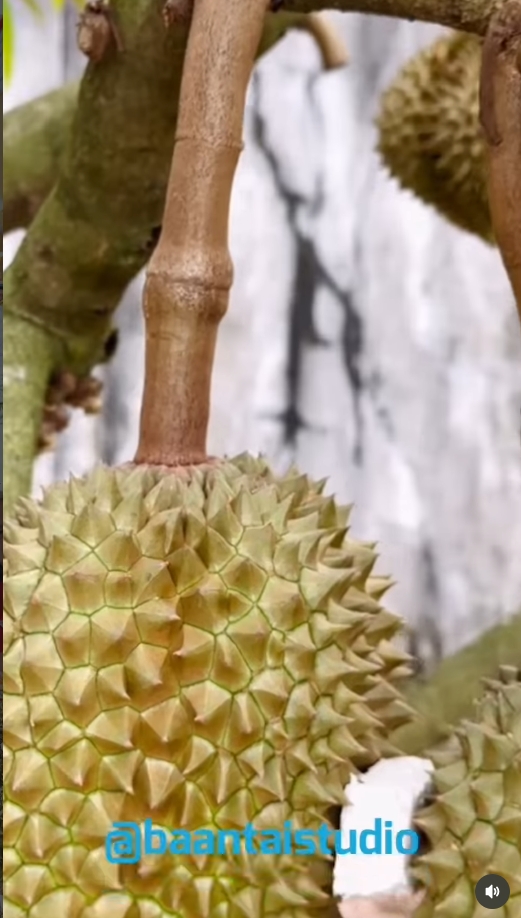ต่าย อรทัย