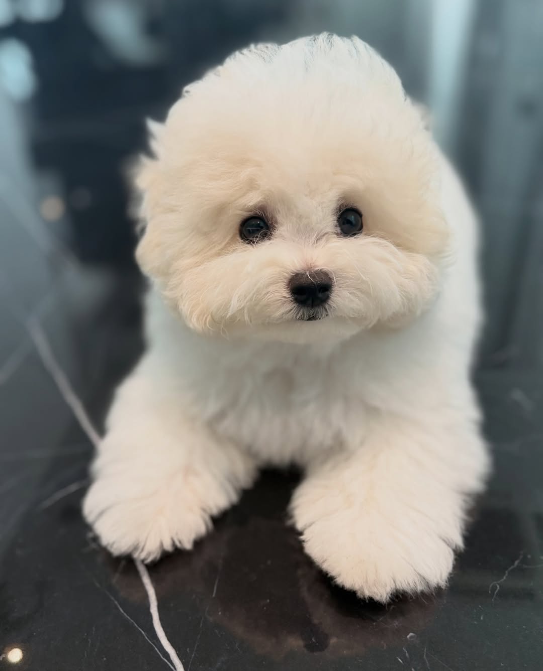 น้องมายู