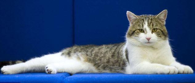 แลรี่ แทบบี้