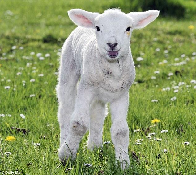 ลูกแกะในถังขยะ