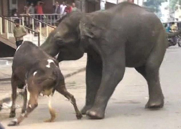 ช้างป่าคลั่งในอินเดีย