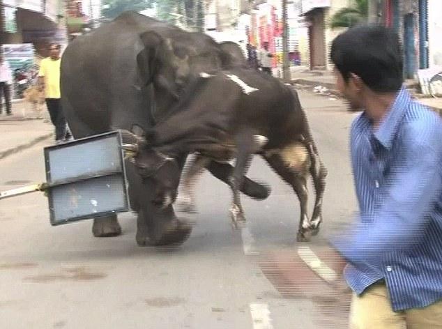 ช้างป่าคลั่งในอินเดีย