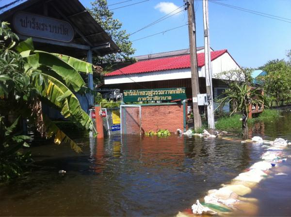 11.20น.ฟาร์มไก่หลวงสุวรรณวาจกสิกิจ มก. สูง30-40ซม