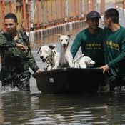 ทหารช่วยเหลือสุนัข กรุงเทพฯ