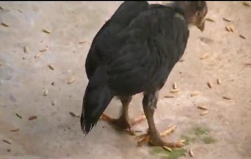 เจ้าโต้ง ไก่ชนมี 10 นิ้ว