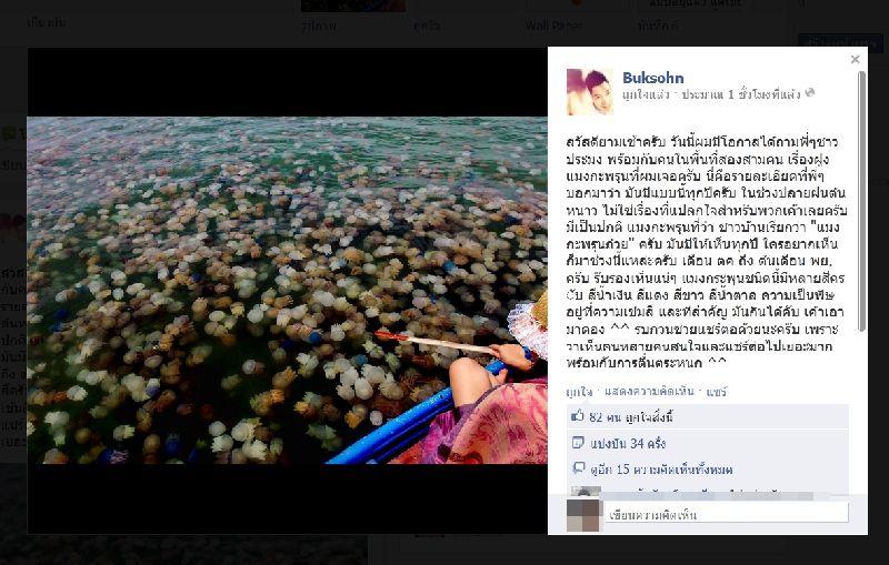 ฝูงแมงกะพรุนหลากสี