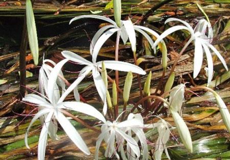 พลับพลึงธาร ระนอง