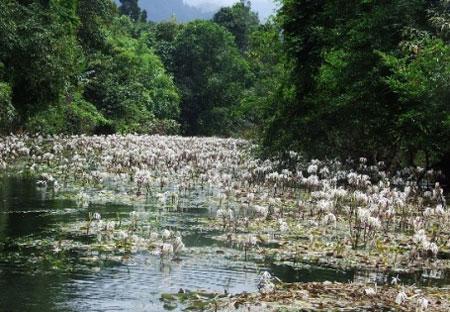 พลับพลึงธาร ระนอง