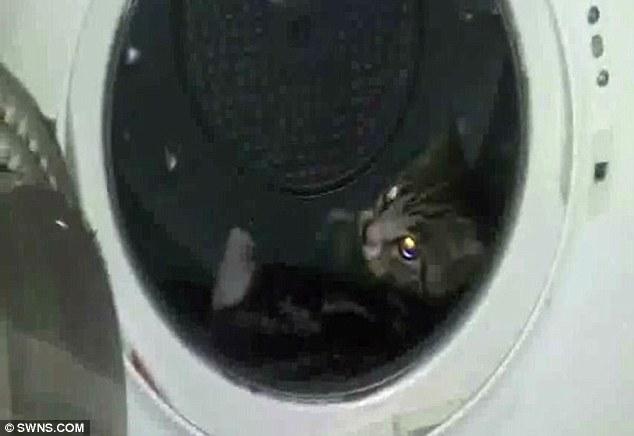 จับแมวใส่เครื่องอบผ้า