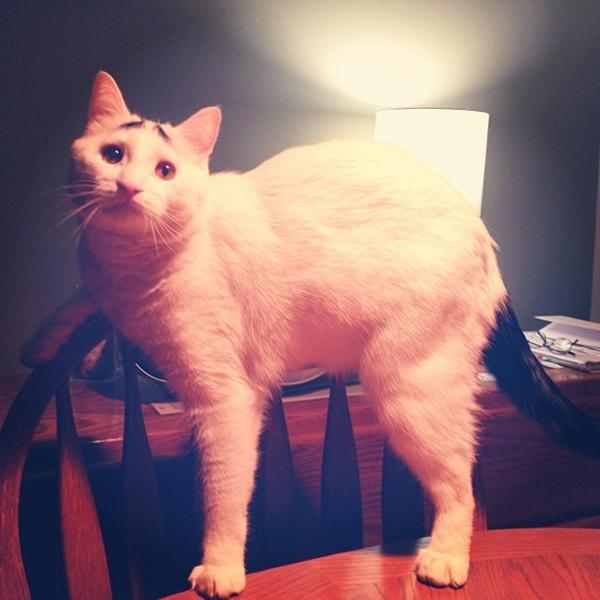 เจ้าแซม แมวมีคิ้ว