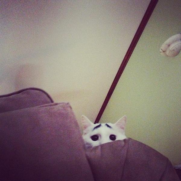 เจ้าแซม แมวมีคิ้ว