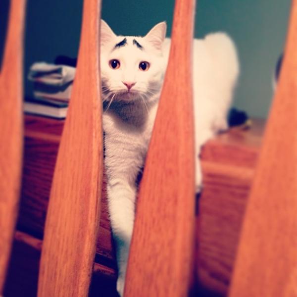 เจ้าแซม แมวมีคิ้ว