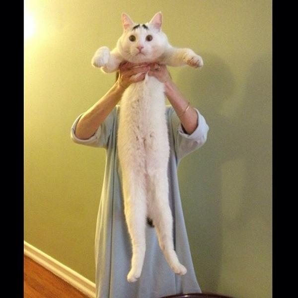 เจ้าแซม แมวมีคิ้ว