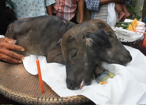 ลูกควายประหลาด2หัว