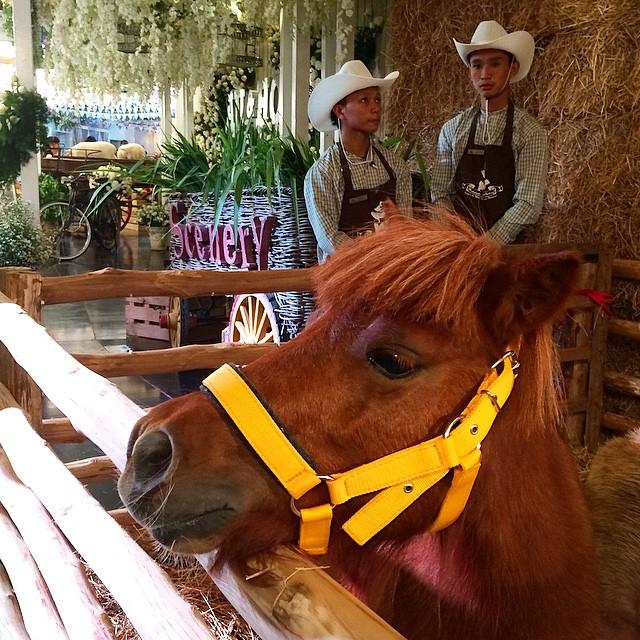 งานแต่ง อุ๊ พัชนี ลูกสาวกอบสุข