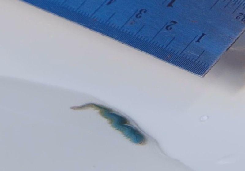 ตัวร้อยขา