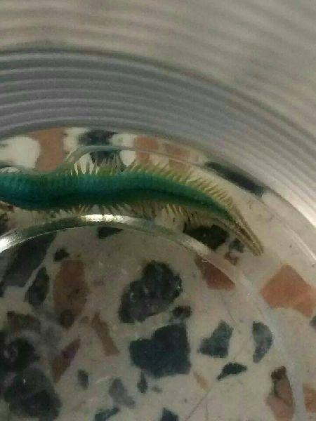 ตัวร้อยขา