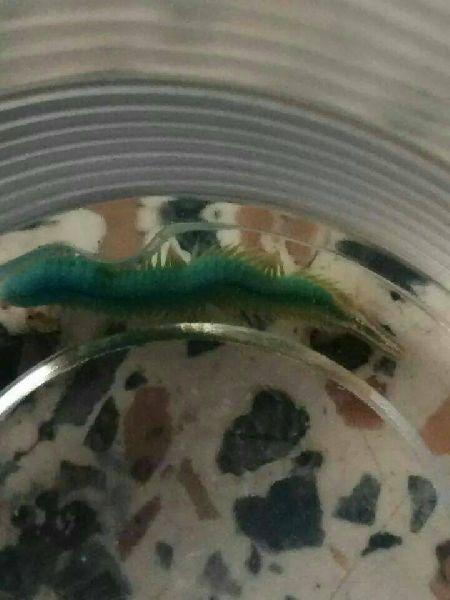 ตัวร้อยขา