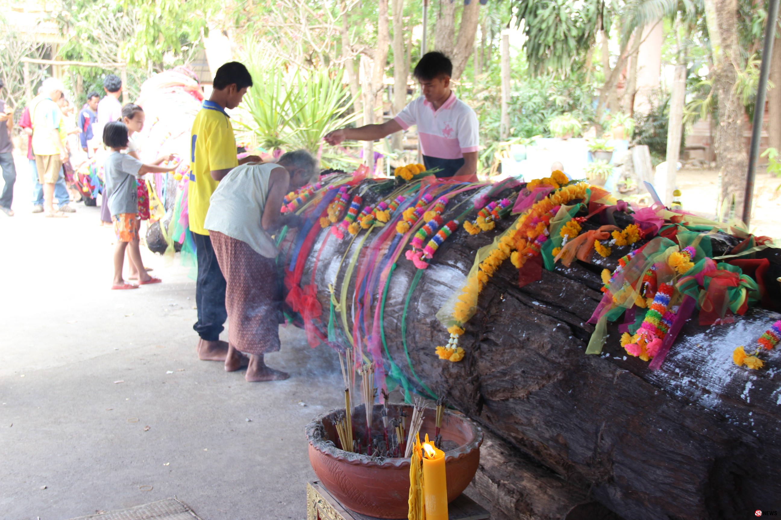 ชาวบ้านแตกตื่นพบต้นตะเคียนยักษ์อายุหลายร้อยปี