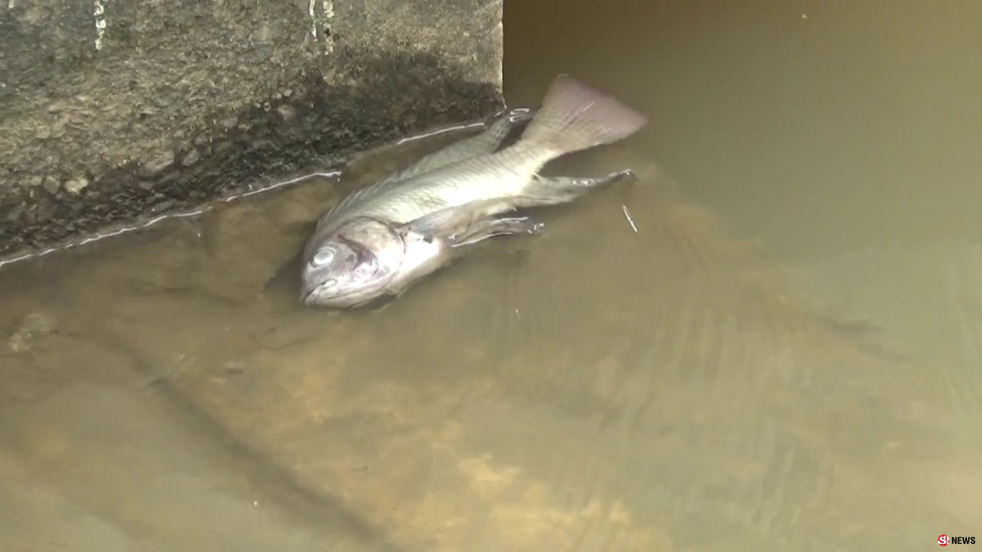 น้ำคูเมืองเน่าหนักปลานับหมื่นตัวลอยคอหนีตาย