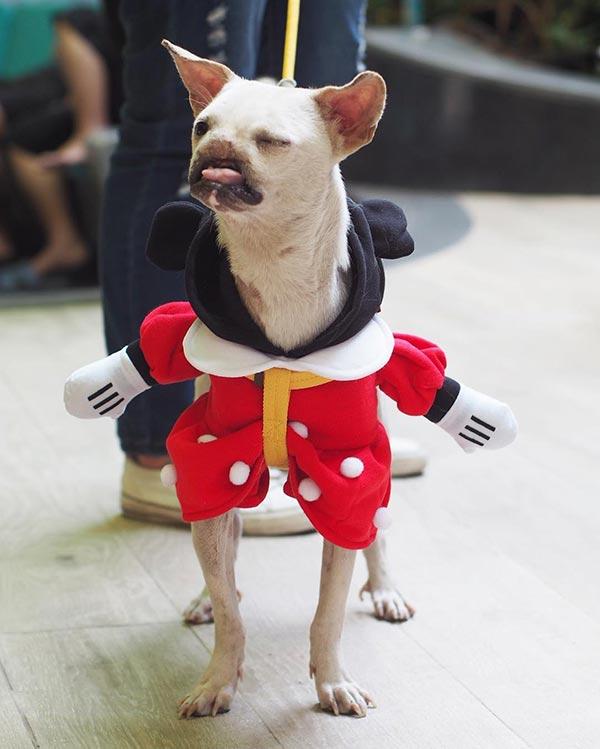 เชียร์ ฑิฆัมพร 