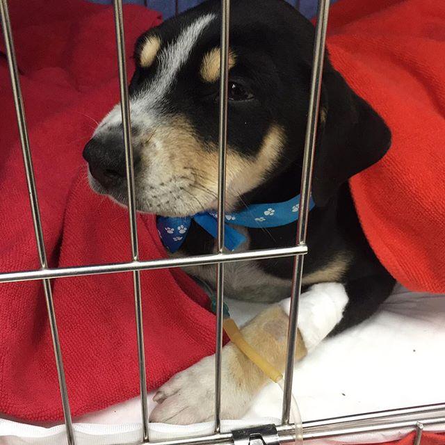 จั๊กจั่น อคัมย์สิริ