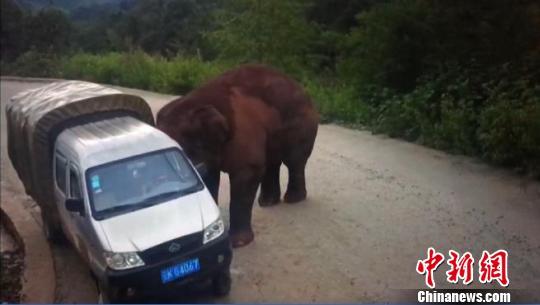 ช้างป่าพังรถ