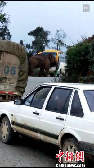 ช้างป่าพังรถ
