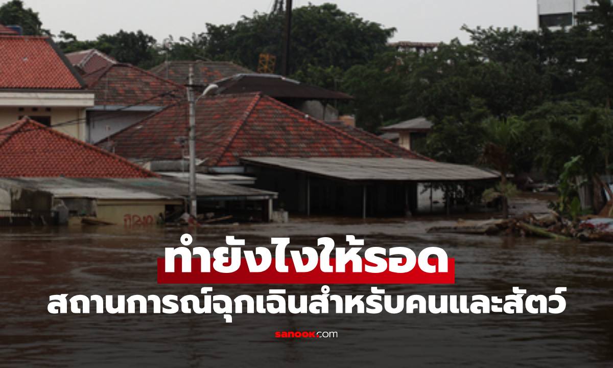 ติดอยู่ในบ้านเพราะน้ำท่วม! ทำยังไงให้รอด สถานการณ์ฉุกเฉินสำหรับคนและสัตว์