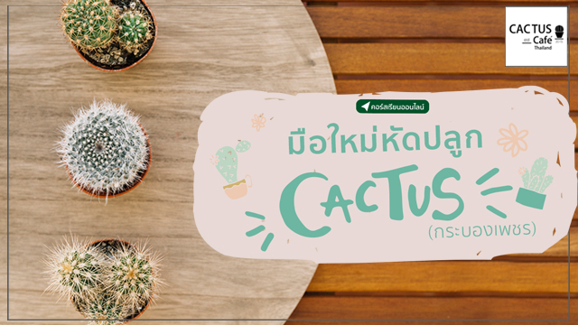 มือใหม่หัดปลูก Cactus (กระบองเพชร)