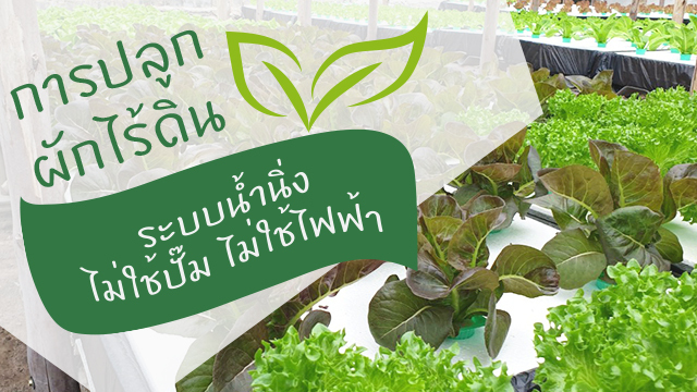การปลูกผักไร้ดิน ระบบน้ำนิ่ง ไม่ใช้ปั๊ม ไม่ใช้ไฟฟ้า