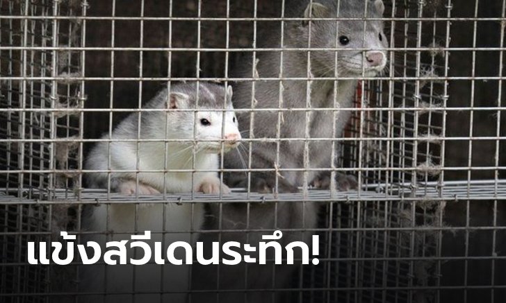 ไม่ขอเสี่ยง! ผีแดง ขวาง "ลินเดเลิฟ" อุ่นเกือกที่ เดนมาร์ก หลังพบโคโรนากลายพันธุ์จากตัว "มิงค์"