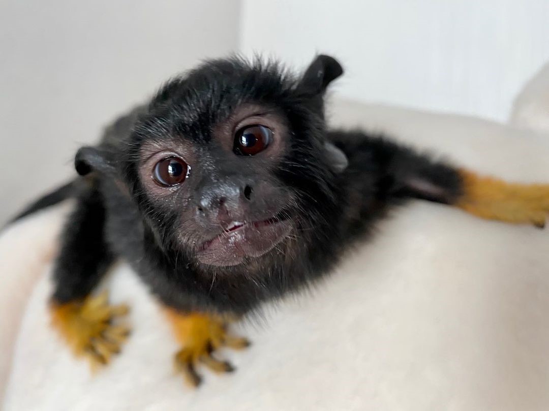 103836921_905115529952352_430